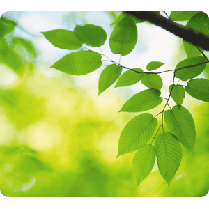 MOUSEPAD EARTH SERIES -HOJAS MOUSEPAD EARTH SERIES -HOJAS